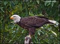 _1SB7864 american bald eagle
